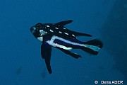 Macolor macularis juv-Moga Island Bopa 3-22m-20180529-Denis-ADER-DSC_1884_tn